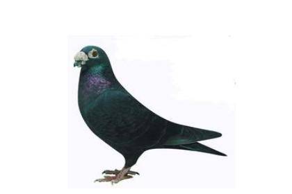 How to raise pigeons and how to raise pigeons