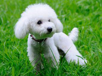Will Poodles have diarrhea after eating apple hearts? This is generally the case