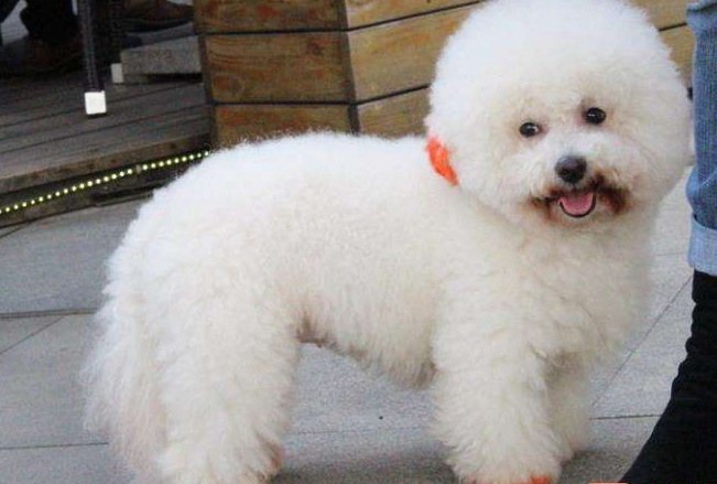 Which is more expensive, poodle white or brown? The key point of price is not here