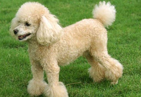 Are poodles loyal to their owners? In fact, you can trust them