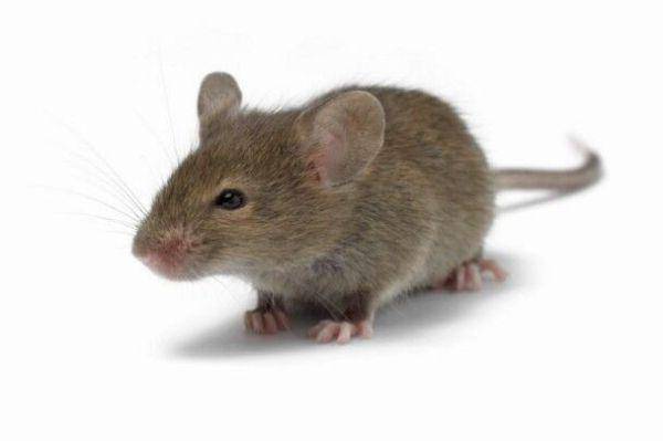 What are mice afraid of? Five rat repellent smells