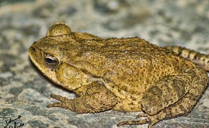 Can a toad eat? It seems that many people have eaten it