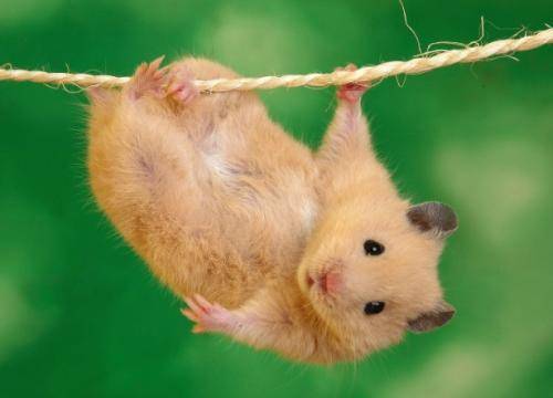 Can hamsters bathe in water? How to bathe a hamster