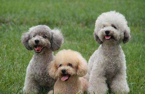 Does the poodle lose hair badly? Daily care is very important