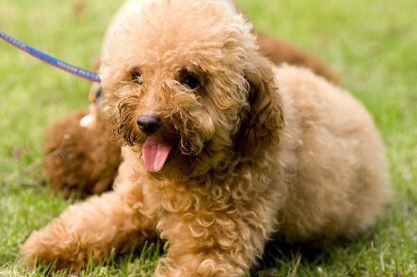 What if the poodle eats chicken bones? Be careful at this time