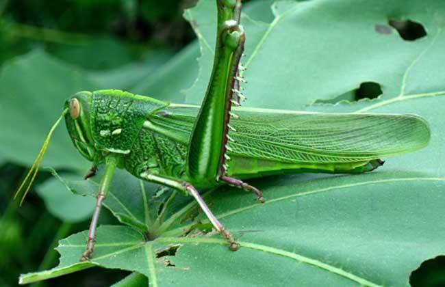 What do grasshoppers eat? Isn’t green leafy vegetables enough
