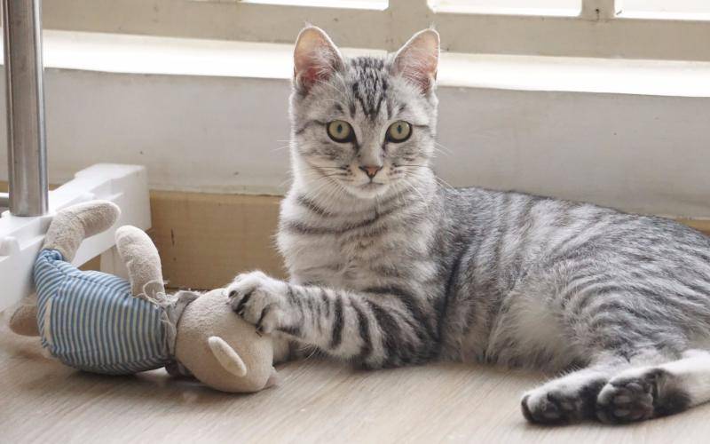 What can’t cats eat? There are some taboos you should know