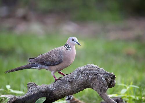 What does the turtledove eat? It’s better to understand the eating habits