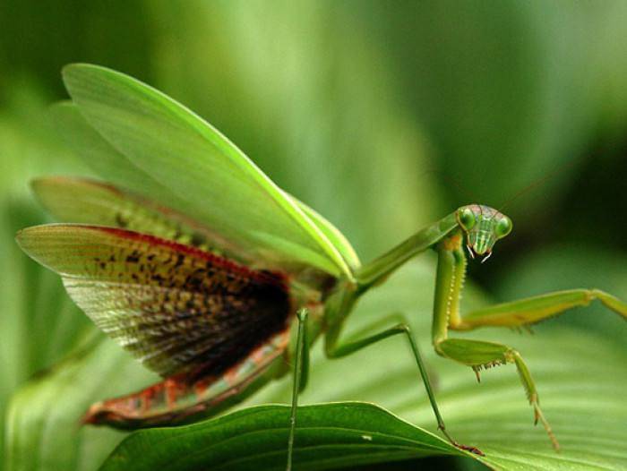 What do mantis eat? They are not picky about eating meat
