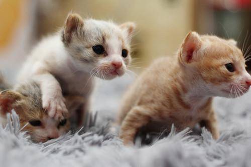How long will a kitten die without eating? The so-called don’t eat a meal, hungry