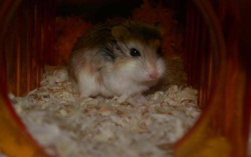 Hamsters hate their owners. What are the manifestations of these behaviors? Do you know the meaning of these behaviors