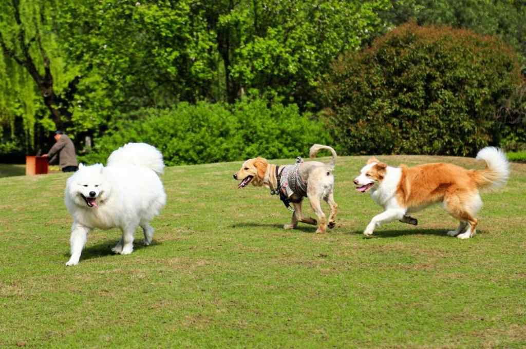 Greyhound how to raise, Greyhound breeding methods and precautions