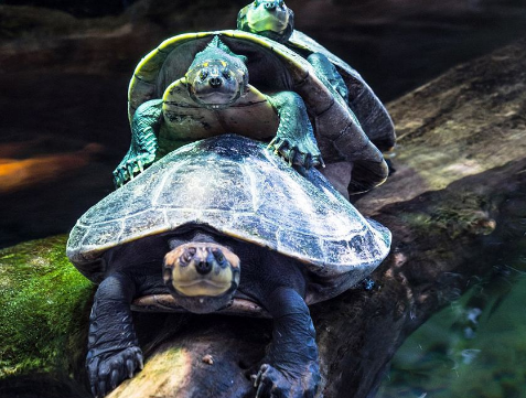 How long does a tortoise live? It’s OK to cross three generations