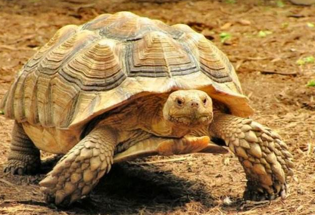 How do you raise sukada tortoises? What’s best for them