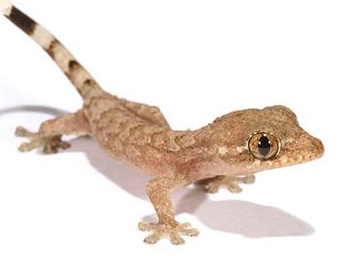 What if there is a gecko at home? What food does the gecko eat