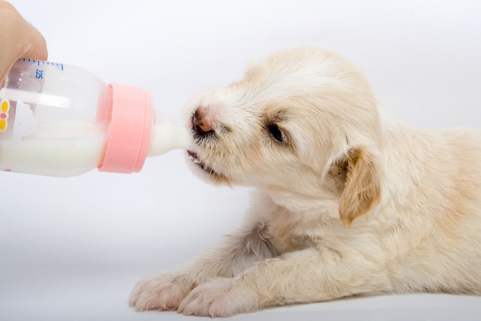 Top 8 Recommended Dog Milk in 2022