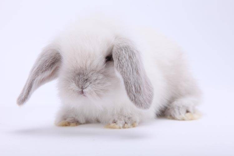 How does pet rabbit raise in winter, solve trouble carefully