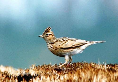 Lark breeding methods, small skills to master together