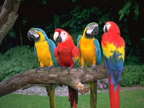 What do parrots eat? You should know these tips