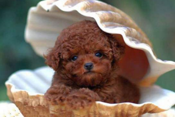Can a poodle not be fed dog food? Please take a look at this suggestion