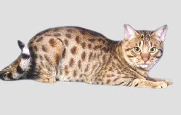 What symptom is cat ascites? These are obvious and common