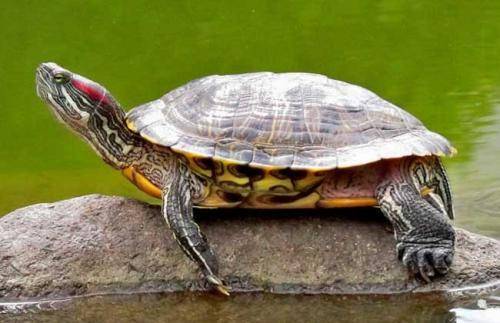 How to raise Brazilian turtles in winter? There are several aspects to pay particular attention to