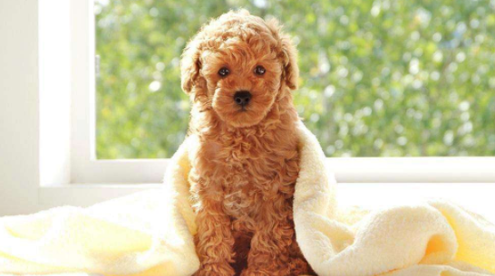 What about poodles with soft fur? Let’s analyze this problem