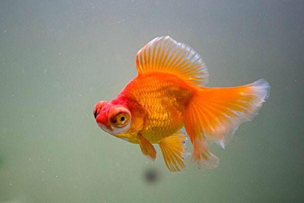 What ornamental fish is good-looking and easy to raise? The following are good choices