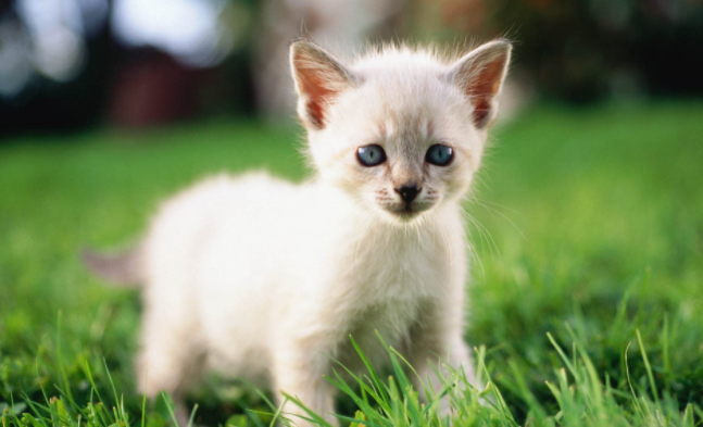 When is the kitten vaccinated? Pay attention to these time points
