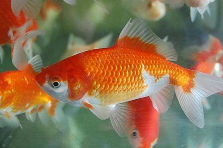What does goldfish eat grow fast? These are good choices