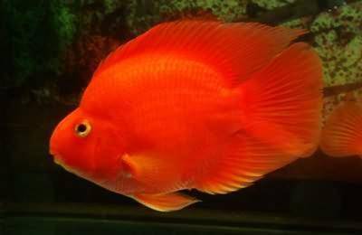 How to raise the most red parrot fish, these methods are worth trying