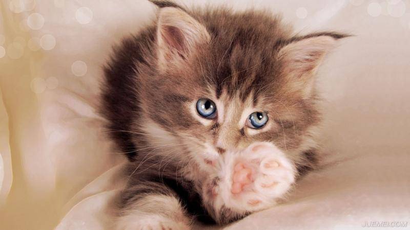 What should the cat eat? A kitten has to look like a kitten