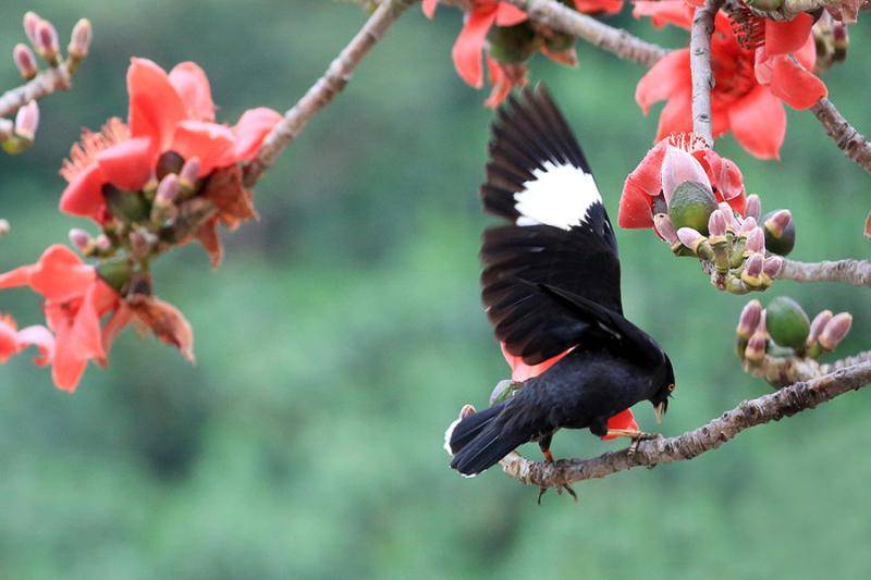 How to teach starlings to talk? Experience summary of some methods