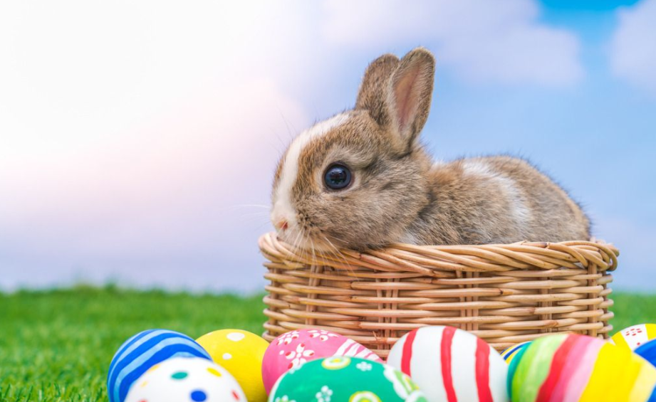 How to raise rabbits? A few experiences make it easy for you to deal with them