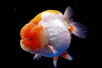 There are several aspects to pay attention to in the breeding skills of Lanshou goldfish