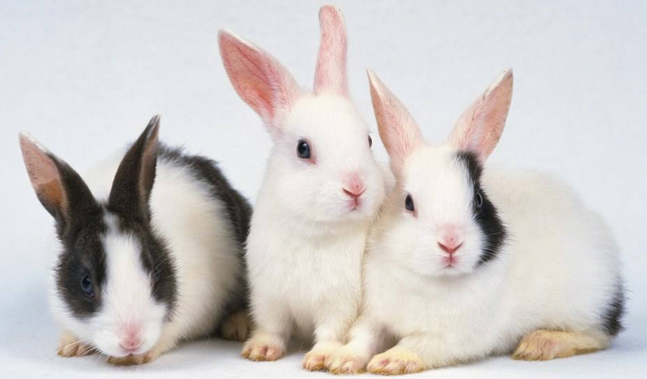 What do pet rabbits eat? Here comes the recipe introduction of cute two rabbits