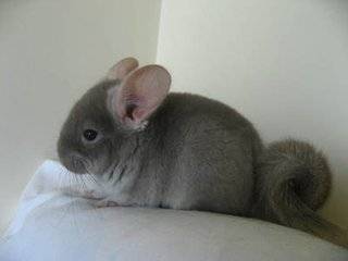 Is chinchilla easy to keep? It’s easier to know more