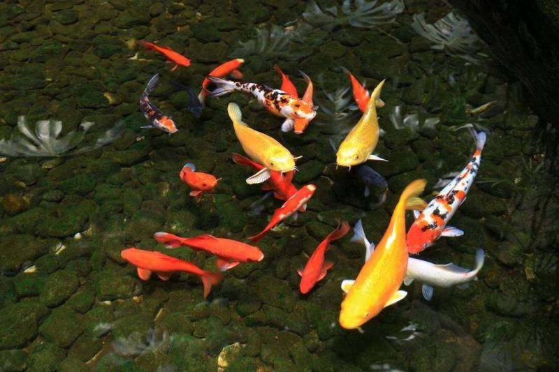 What is the best ornamental fish to raise? These are good for novices