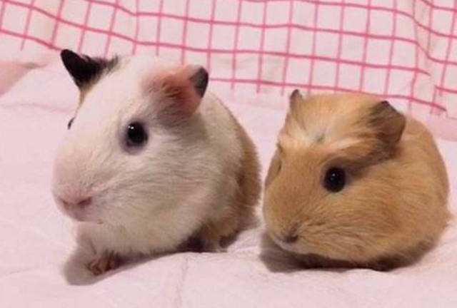 How do Dutch pigs take a bath? Precautions during bathing