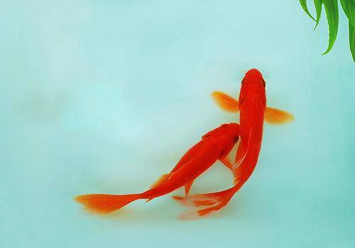 What if the goldfish’s tail is rotten? What is the reason