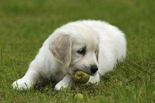 What fruit can’t dogs eat? Pay special attention to the following