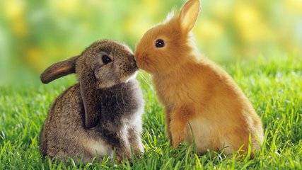 Is pet rabbit easy to raise? Your love beats all difficulties