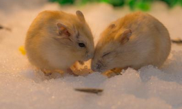 Can a hamster recognize its owner? Its performance determines