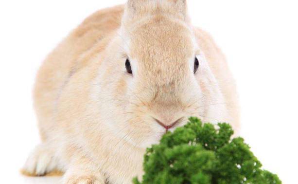 What do rabbits eat? Ranking of rabbit’s favorite foods