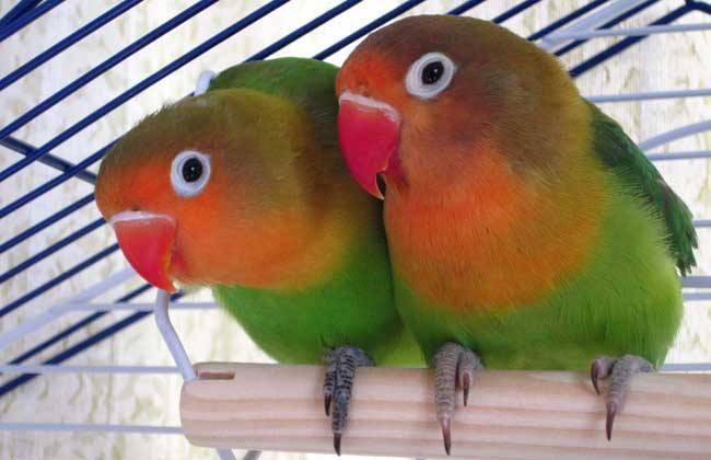 The harm of keeping peony parrots, it is very important to pay attention to hygiene