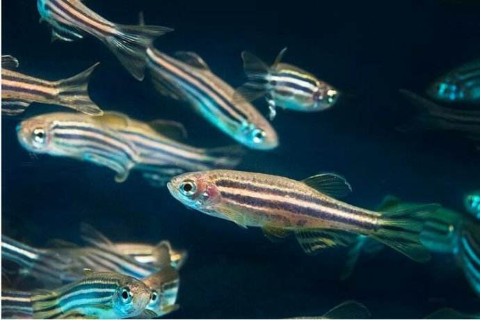 Zebrafish has a short life span but strong ability