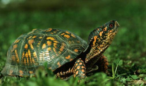 Brazil turtle white eye disease how to do, prevention and treatment details can not be less