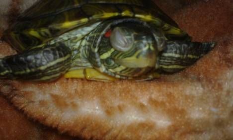 How does tortoise white eye disease treat? This method is simple and effective