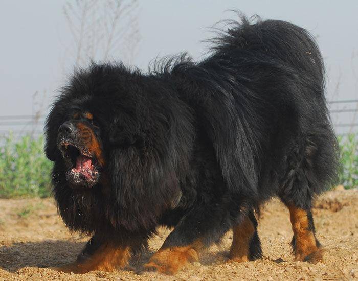 What dog food does the Tibetan mastiff eat? What do Tibetans say