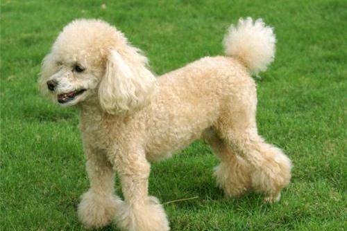 Can a poodle understand people? See what it says